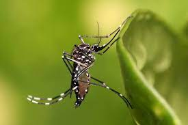 Brasil já registra quase 400 mortes por dengue neste ano