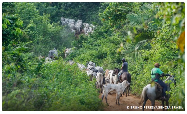 Operação em terra indígena no Pará resulta em mais um assassinato