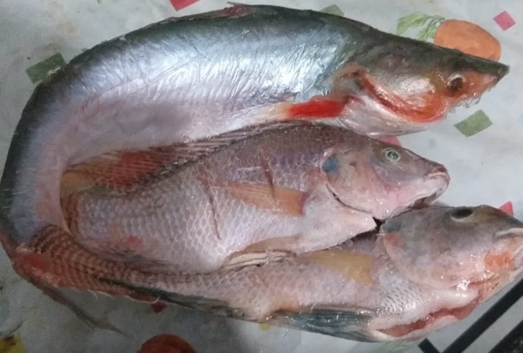 Surgimento de espécie de peixe natural do Vietnã no rio Jacuípe preocupa SEMMAM